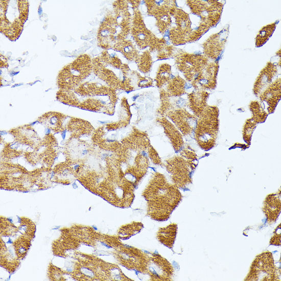 TRAP1 Polyclonal Antibody (E-AB-60779)