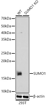 (KO Validated) SUMO1 Polyclonal Antibody (E-AB-92410)
