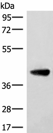 ST8SIA4 Polyclonal Antibody (E-AB-18911)