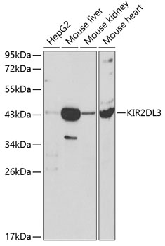 KIR2DL3 Polyclonal Antibody (E-AB-60414)