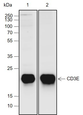 Recombinant CD3E Monoclonal Antibody (AN301993L)