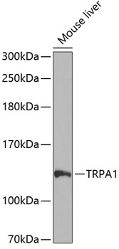 TRPA1 Polyclonal Antibody (E-AB-62987)