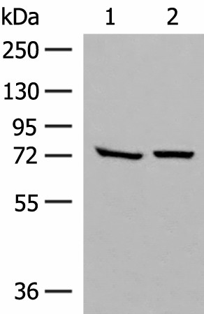 POMGNT1 Polyclonal Antibody (E-AB-52767)