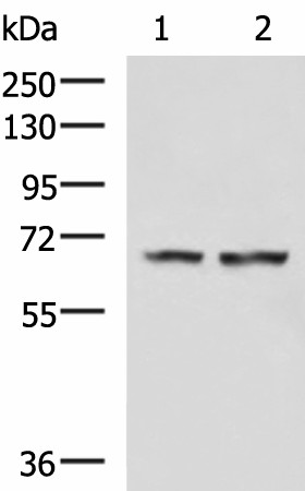 FNBP1L Polyclonal Antibody (E-AB-19876)
