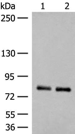 NGEF Polyclonal Antibody (E-AB-52771)
