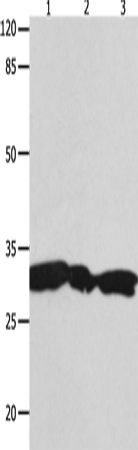 YWHAG Polyclonal Antibody (E-AB-15796)