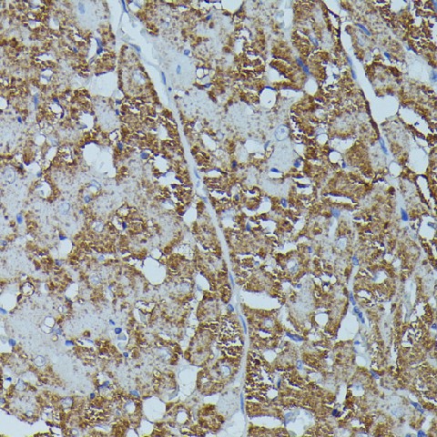 FKBP1B Polyclonal Antibody (E-AB-66786)