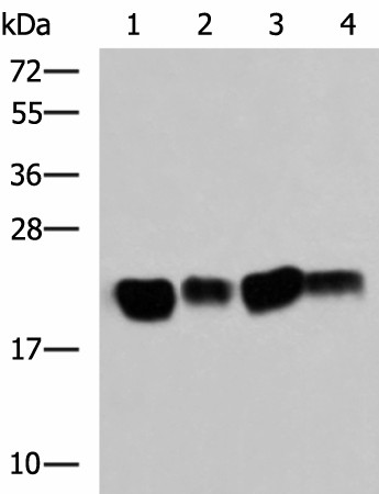 HRAS Polyclonal Antibody (E-AB-53241)