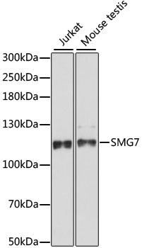 SMG7 Polyclonal Antibody (E-AB-65287)
