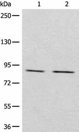 MARK2 Polyclonal Antibody (E-AB-17851)