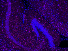 Purified anti-mouse P2RY12 Antibody (848001)