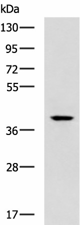 TDP2 Polyclonal Antibody (E-AB-19338)