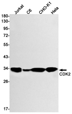 Recombinant CDK2 Monoclonal Antibody (E-AB-81426)
