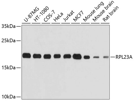 RPL23A Polyclonal Antibody (E-AB-63775)