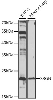 SRGN Polyclonal Antibody (E-AB-68298)