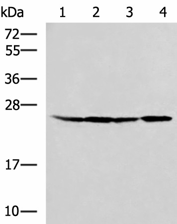 RPL13A Polyclonal Antibody (E-AB-52849)