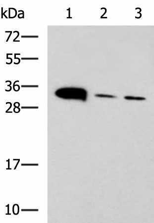 PSCA Polyclonal Antibody (E-AB-53288)