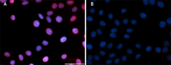 Purified anti-c-Fos Antibody (600751)