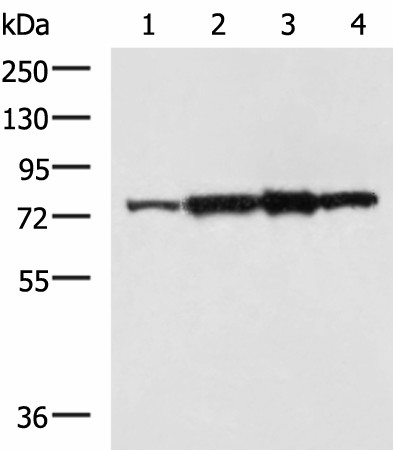 CAPN6 Polyclonal Antibody (E-AB-18214)