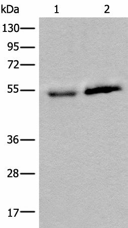 CCDC85C Polyclonal Antibody (E-AB-19670)