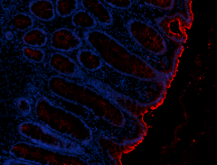 Purified anti-human CD66a/b/c/e Antibody (398902)