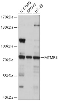 MTMR8 Polyclonal Antibody (E-AB-91887)