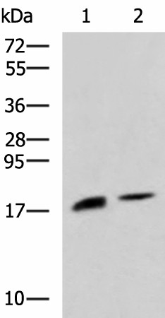 RNASE1 Polyclonal Antibody (E-AB-19132)