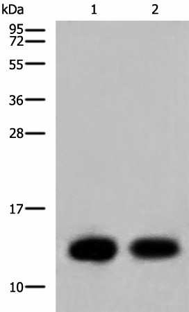 COX6C Polyclonal Antibody (E-AB-19781)