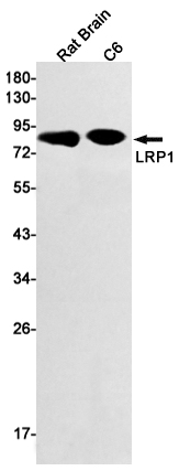 Recombinant LRP1 Monoclonal Antibody (E-AB-81579)