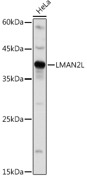 LMAN2L Polyclonal Antibody (E-AB-92075)