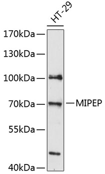 MIPEP Polyclonal Antibody (E-AB-90437)