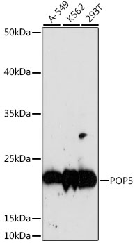 POP5 Polyclonal Antibody (E-AB-66843)