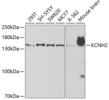 KCNH2 Polyclonal Antibody (E-AB-67517)