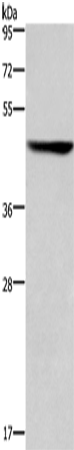 CK-16 Polyclonal Antibody (E-AB-15557)