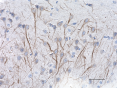 Purified anti-MAP2 Antibody (Previously Covance catalog# SMI-52P)