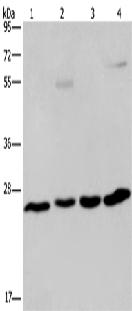 ETHE1 Polyclonal Antibody (E-AB-11200)