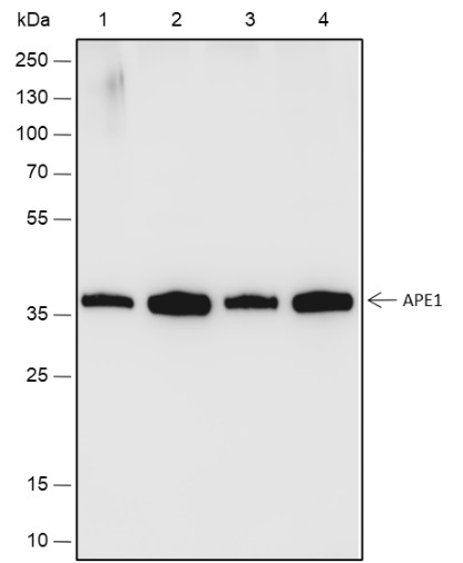 Recombinant APE1 Monoclonal Antibody (AN301791L)