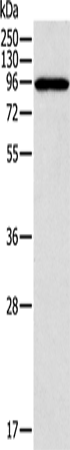 CTNNA1 Polyclonal Antibody (E-AB-10207)
