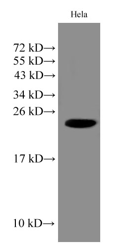 IMP3 Polyclonal Antibody (E-AB-40171)