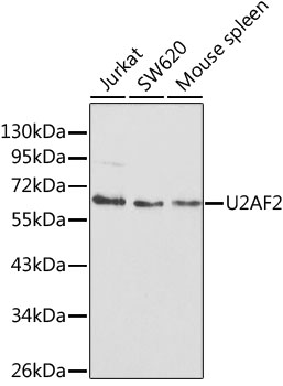 U2AF2 Polyclonal Antibody (E-AB-60511)
