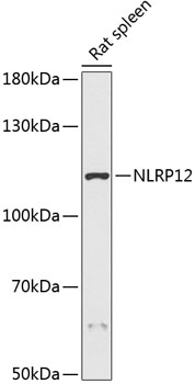 NLRP12 Polyclonal Antibody (E-AB-66298)