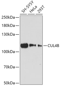 CUL4B Polyclonal Antibody (E-AB-64304)