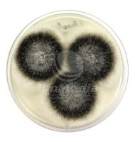 Набор реагентов "Готовая питательная среда Сабуро"