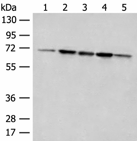 ACSF2 Polyclonal Antibody (E-AB-52654)