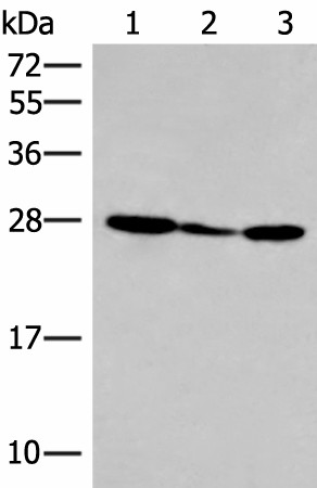HLA-DOB Polyclonal Antibody (E-AB-18081)
