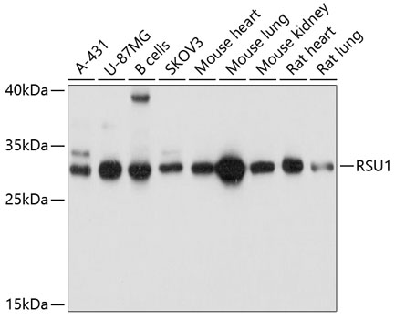 RSU1 Polyclonal Antibody (E-AB-63561)