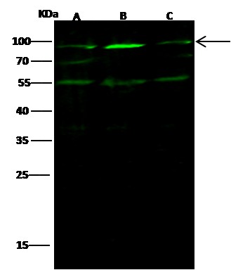 Ezrin/villin 2/EZR Monoclonal Antibody (AN200221P)