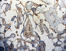 Purified anti-CD141 (Thrombomodulin) Antibody (Previously Covance catalog# MMS-176P) (902102)