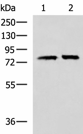 PADI4 Polyclonal Antibody (E-AB-52164)