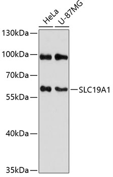 SLC19A1 Polyclonal Antibody (E-AB-90495)